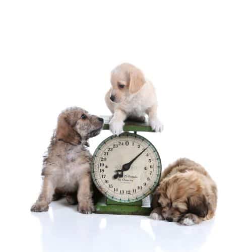 puppies being weighed. One is on scale, the other two are on the sides of the scale