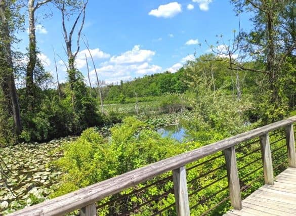 View looking out over a march from a wooden walkway. There is a small area of open water that is surrounded by lily pad. There is a wall of trees in the background.