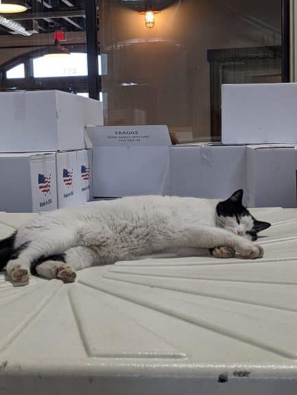 Black and white cat sleeping in Old Glory Distilling Co