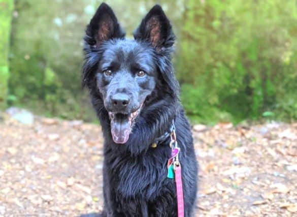 Black dog sitting and staring at camera. There is a rock wall covered with green moss behind her.