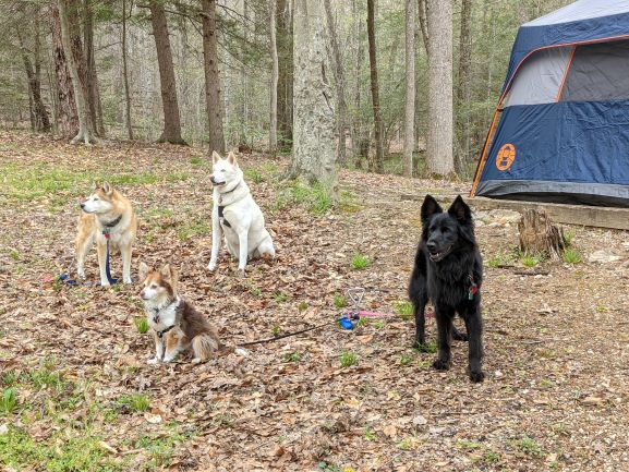 how do you keep your dog clean while camping