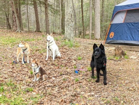 4 dogs sitting outside of a tent at a campsite