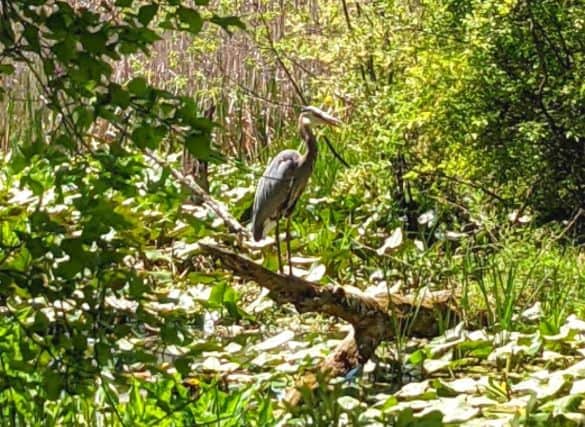 A blue heron perched on a fallen log in a marsh full of lily pads and surrounded by trees.