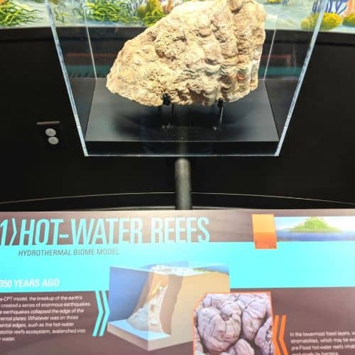 Exhibit that has a coral fossil and talks about Hot-water reefs