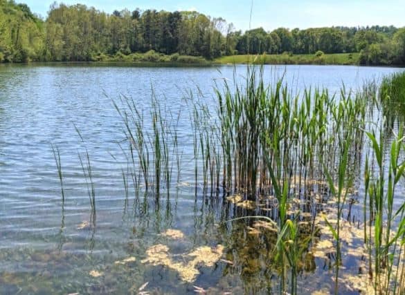 Indigo Lake. Across the lake is a forest of trees. Nearest the photographer are grass and reeds in the water.