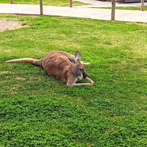 A kangaroo laying in the grass at Ararat Ridge Zoo