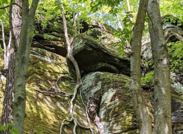 View looking up at a rock wall with a tree and roots growing up the side. There is moss covering the rock.