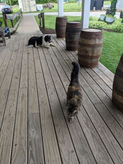Black and white dog and a black and brown cat on the porch of MB Roland Distillery