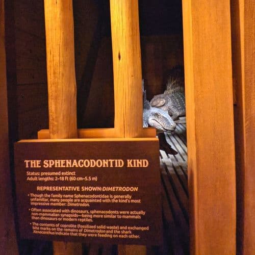 Photo of one of the animal exhibits that held a reptile of the Sphenacodontid Kind. You can see the reptile statues inside behind the sign describing what they were.