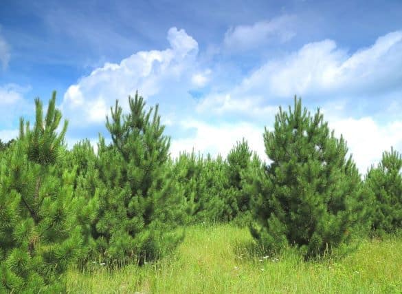 Small pine trees on a tree farm.