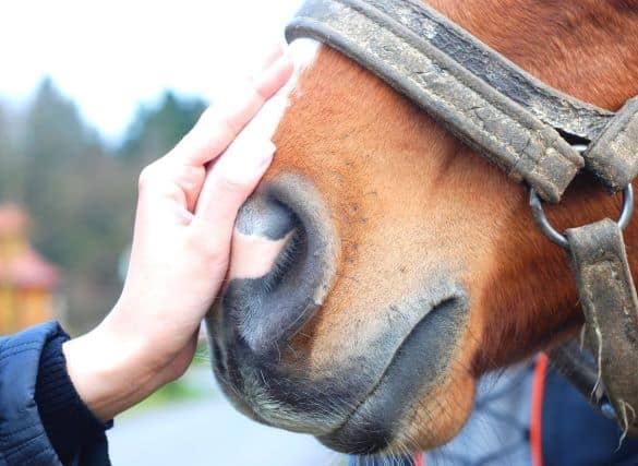 A hand resting on the muzzle of a brown horse.