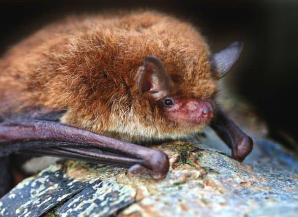 A small bat resting on a branch.