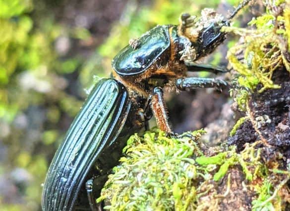 Close up of a black colored beetle on moss