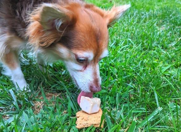 dog eating ice cream on a cookie