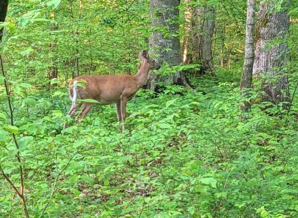 Female Deer in the woods surround by foliage