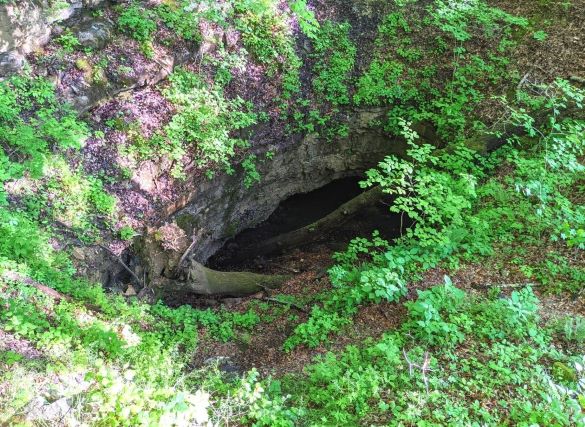 Looking down into the entrance to Dixon Cave. The top of the hole is surrounded be greenery