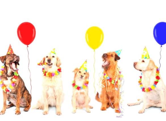 5 dogs of various breeds sitting in a line. They are all wearing party hats and leis. There are three balloons between them