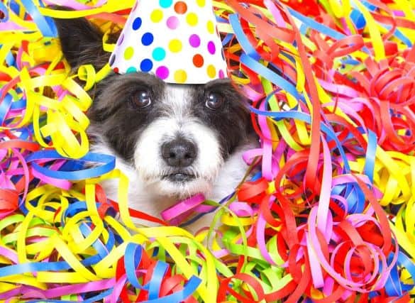 Dog wearing a party hat surrounded by multi-colored party confetti
