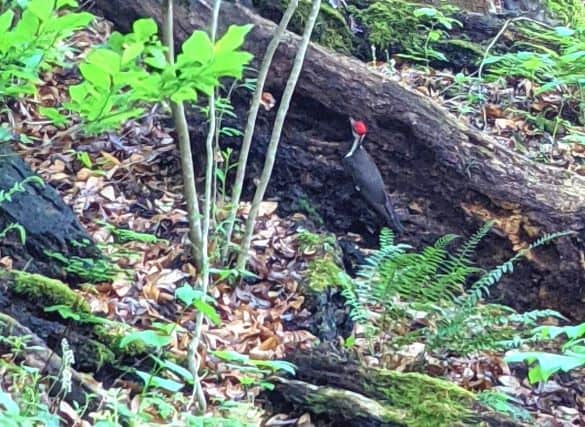 Red headed woodpecker on the ground pecking at a log