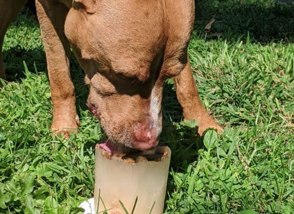 Brown Dog licking Dog popsicle