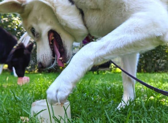 White dog pawing homemade dog popsicles with a black dog licking a frozen dog treat in the background