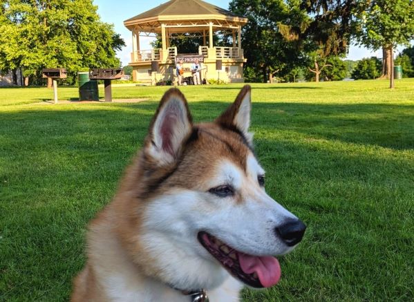 A brown and white dog sitting with a band playing in front of a gazebo in a park.