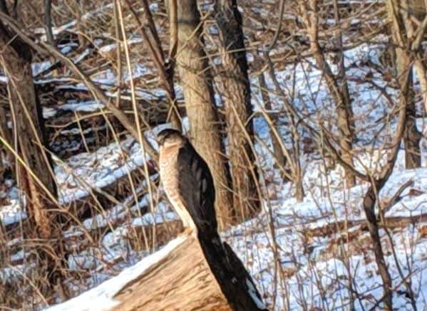A hawk perched on a downed tree. Snow is on the tree and on the ground