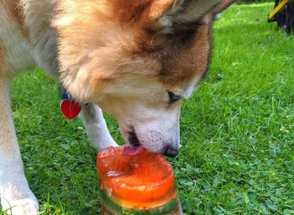 Dog with a Frozen Treat