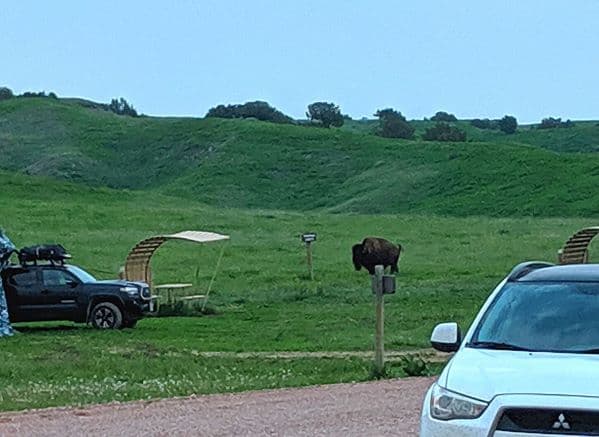 A bison standing in a primitive campground. You can see a few cars, picnic tables and camp sites