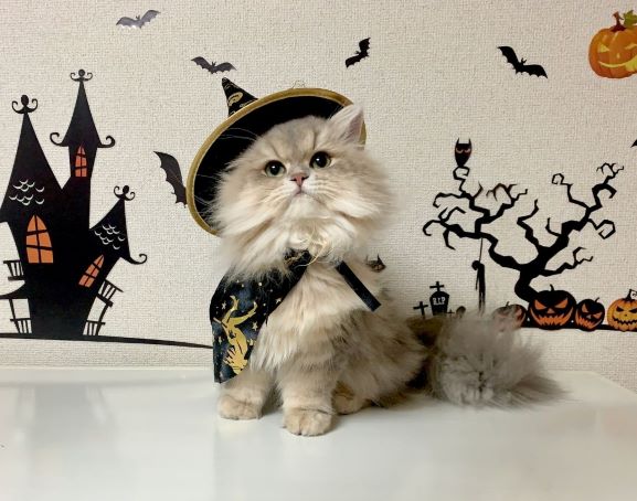 Light colored cat wearing a black cape and witch hat. It is sitting in front of a spooky background with bats, pumpkins and haunted house