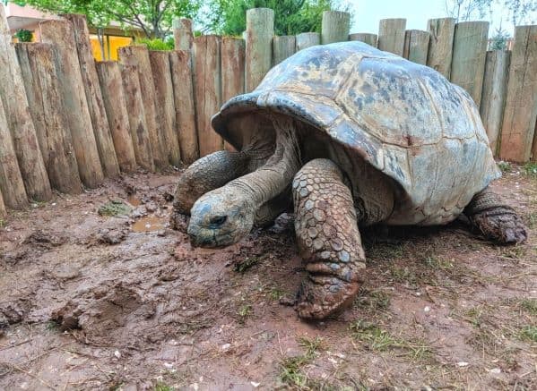Large Galapagos Tortoise in a pen at Reptile Gardens