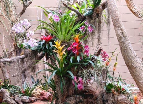 Orchids and other Bromeliads in an exhibit at Reptile Gardens
