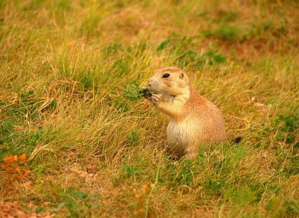 a prairie dog eating while standing in grass