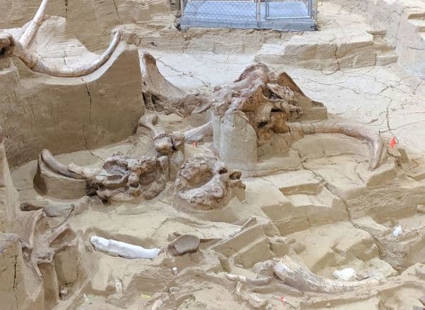 Partially uncovered dinosaur bones in a pit at Mammoth Site