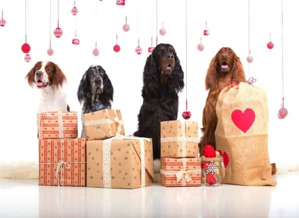 4 dogs sitting in a row of a stack of presents
