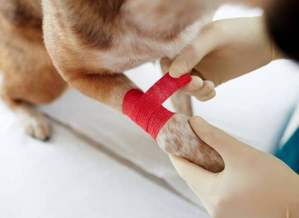 Brown dog getting his front leg wrapped in a red bandage