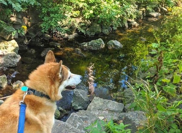 Red and white dog looking out over a stream surrounded by green foliage