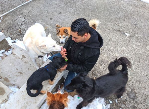 Man feeding 5 different dogs