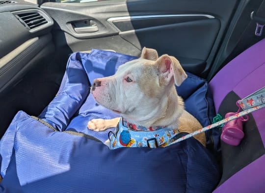Small dog laying down in a dog bed that is also a seatbelt in passenger seat of car