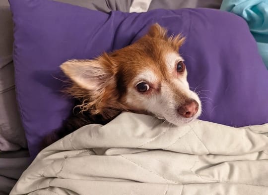 Small dog laying down looking comfortable on a travel pillow and under a blanket