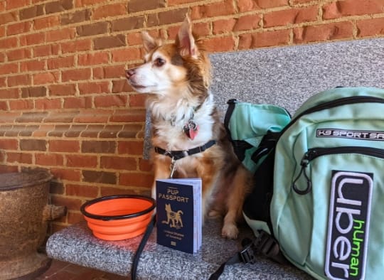 Small dog with items from the gift guide for adventure dogs (collapsible water bowl, dog carrier, and Remington's Pup Memory Passport)