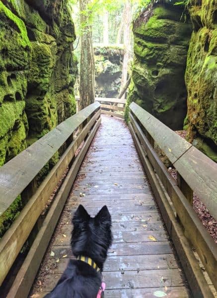 Black dog looking ahead on wooden boardwalk at Beartown State park. There is moss covered walls on both sides of path