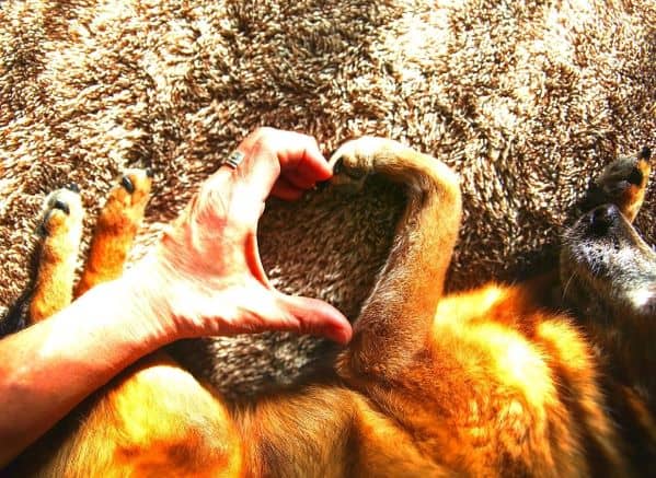 Heart shape formed by dog paw and human hand