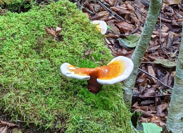 close up of orange and white mushroom on a moss covered rock