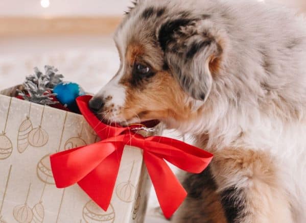 Puppy looking into a gift box with a red bow