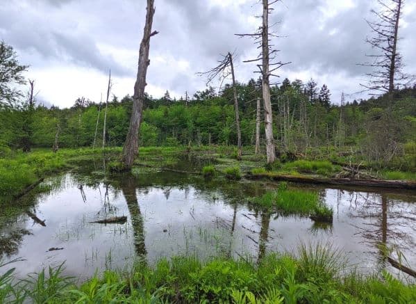 Bog with open water in Cranberry Glades Botanical Area