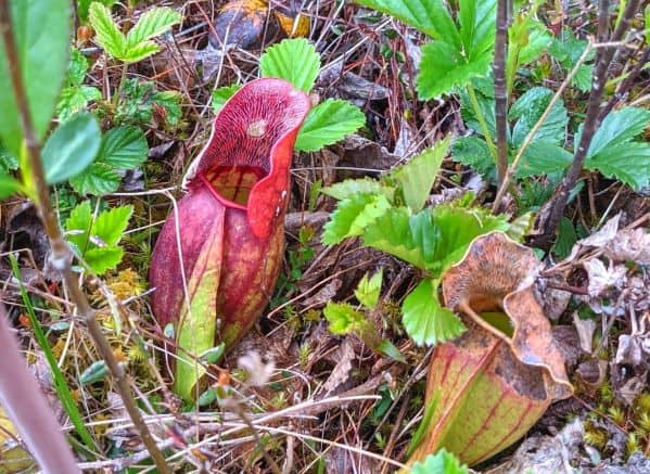 Close up of the cup of two Purple Pitcher Plants