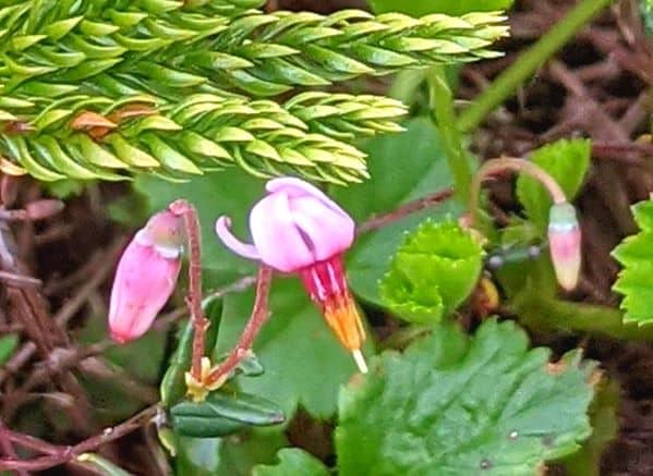 cranberry flowers 