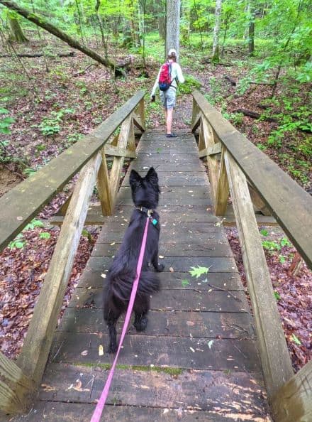 Black dog on leash walking behind a female hiker on a wooden walkway