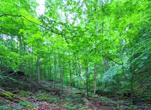 View of the forest in Droop Mountain Battlefield State Park